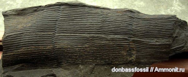 карбон, каламиты, Донецк