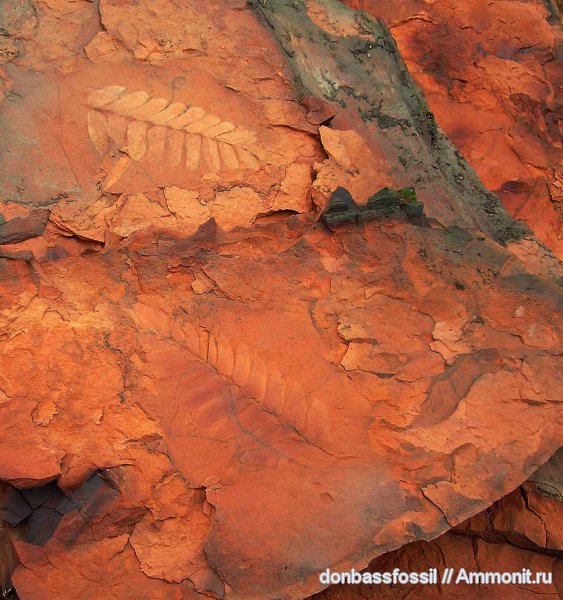 карбон, Донецк, Neuropteris, нейроптерис