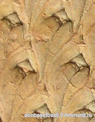 лепидодендрон, Донецк, Lepidodendron