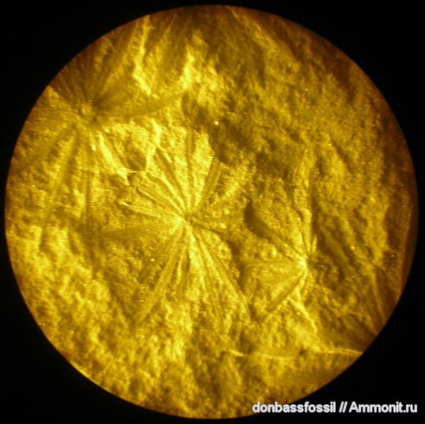 каламиты, Asterophyllites