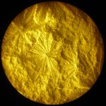 Asterophyllites