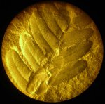 Neuropteris крупно