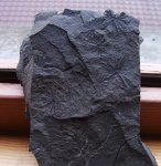 Annularia