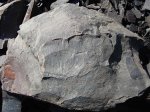 Разноцветный нейроптерис