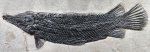 Lepisosteus simplex