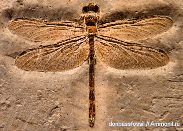 Cordulagomphus