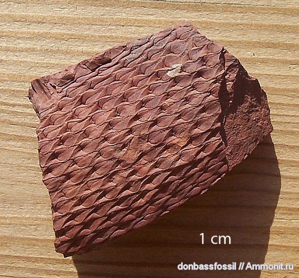 карбон, лепидодендрон, Донецк, Lepidodendron