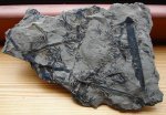 Asterophyllites 2