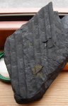 Кора сигиллярии со свезенными листовыми рубцами