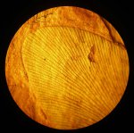 Лист Neuropteris 3