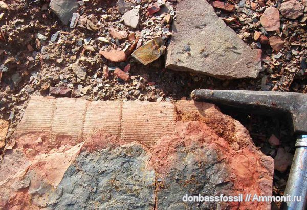 карбон, каламиты, Донецк, Calamites