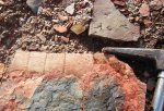 Calamites