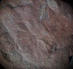 Sphenophyllum 2