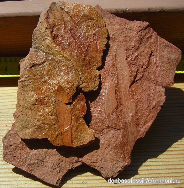 карбон, лепидодендрон, Донецк, Lepidophilloides