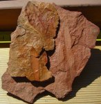 Lepidophilloides - лепидофиллоид