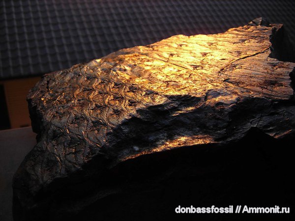 карбон, лепидодендрон, Донецк, Lepidodendron aculeatum