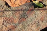 Alethopteris lonchitica 2