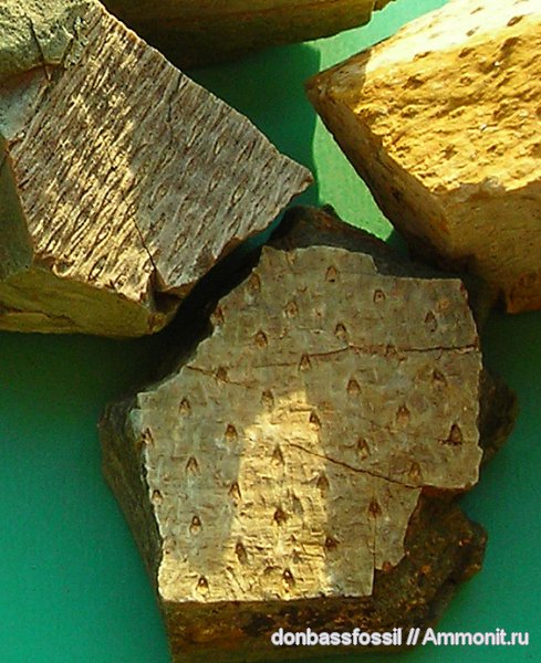 Девонские плауновидные Донбасса (Devonian Club-mosses)