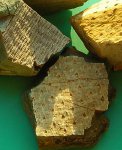 Девонские плауновидные Донбасса (Devonian Club-mosses)