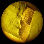Lepidodendropsis фрагмент ветви