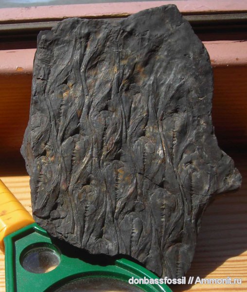карбон, лепидодендрон, Донецк, Lepidodendron, Lepidodendron aculeatum