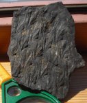 Кора Lepidodendron aculeatum