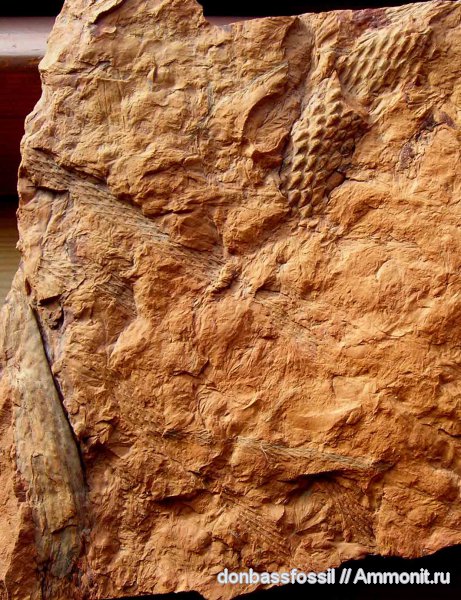 карбон, лепидодендрон, Донецк, Lepidodendron