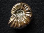 Amaltheus gibbosus (Schlotheim 1820)