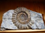 Arietites (Arietites) bucklandi (Sowerby 1816)