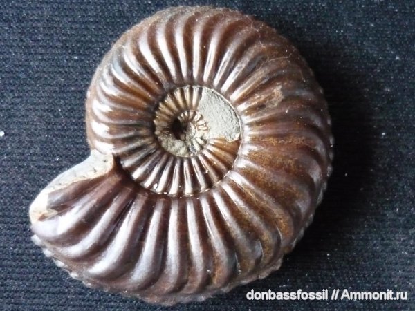 Pleuroceras
