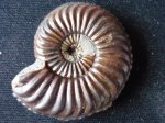 Pleuroceras reichenbachense (Schlegelmilch 1976)