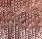 Sigillaria mamillaris с галониальными рубцами
