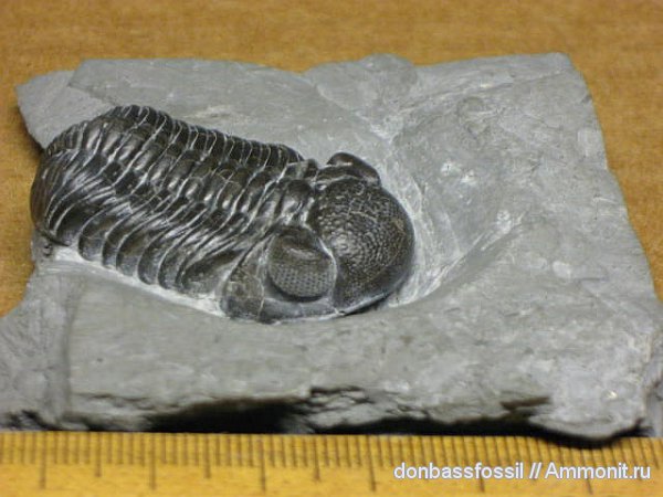 Phacops