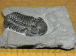 Phacops (Indiana)