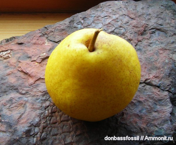 карбон, Донецк, Lepidodendron obovatum, Lepidodendron