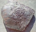 Листья Lepidodendron