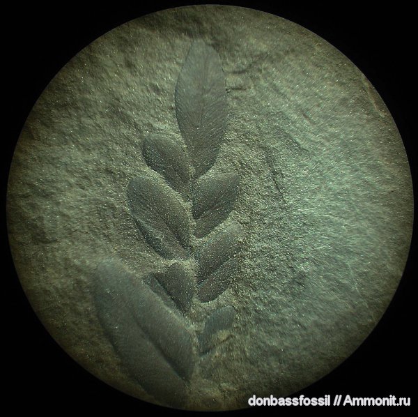карбон, Донецк, Neuropteris, нейроптерис