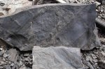 Calamites2