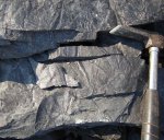 Calamites undulatus