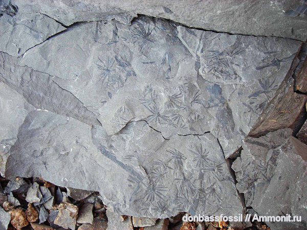 карбон, каламиты, Донецк, Asterophyllites