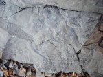 Asterophyllites 4
