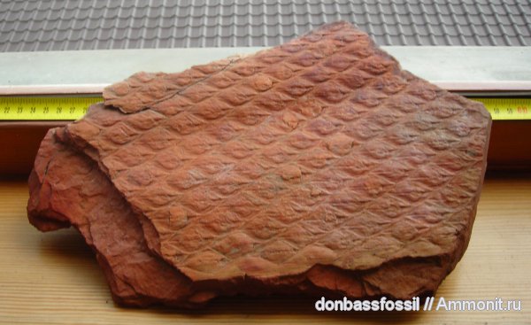 лепидодендрон, Донецк, Lepidodendron
