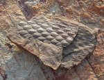 Фрагмент ветви Lepidodendron, внешняя кора