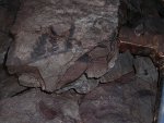 Neuropteris листья
