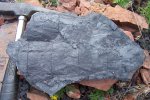 Calamites