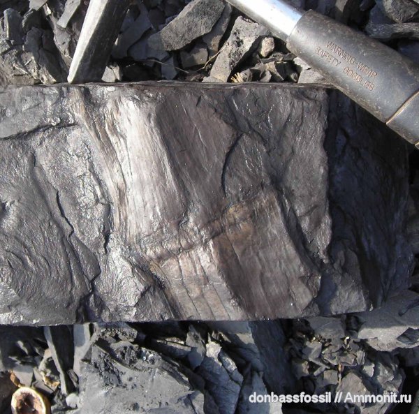 карбон, каламиты, Донецк, Calamites, Calamites node
