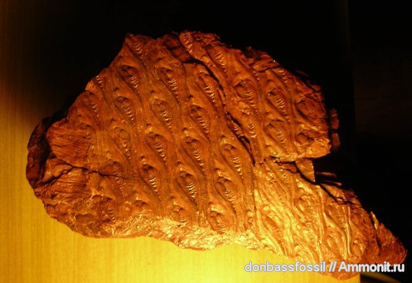 карбон, лепидодендрон, Донецк, Lepidodendron obovatum, Lepidodendron