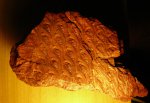 Lepidodendron obovatum