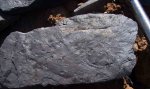 Calamites5