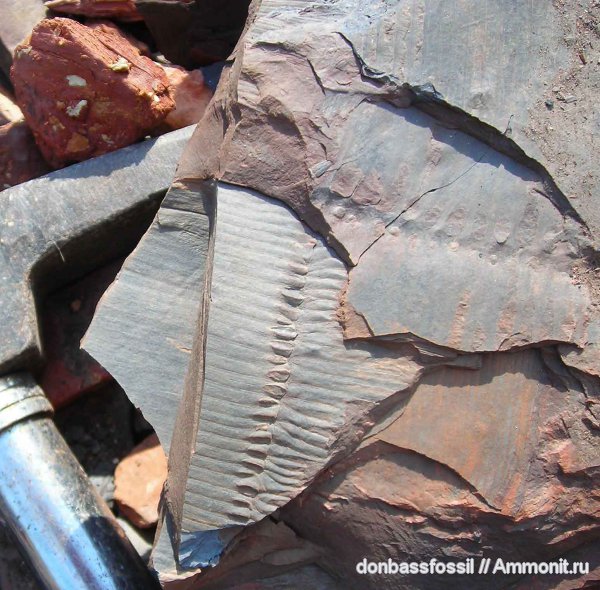 карбон, каламиты, Донецк, Calamites, Calamites node